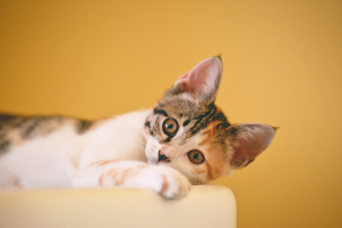 小さな猫の大きな耳