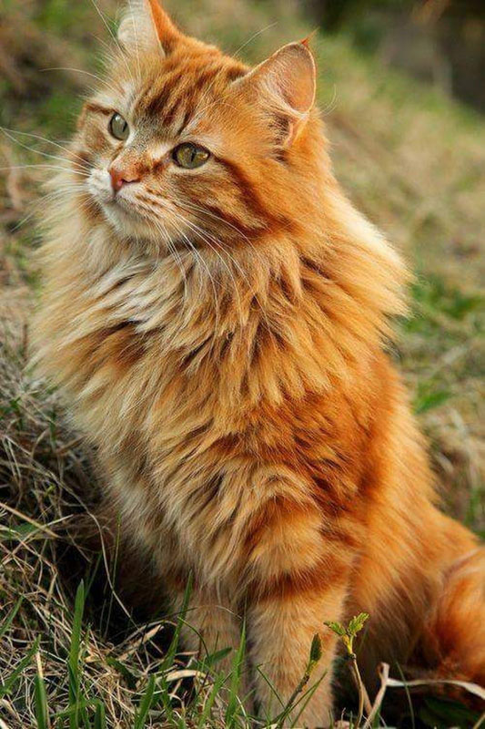 maine coon cat orange