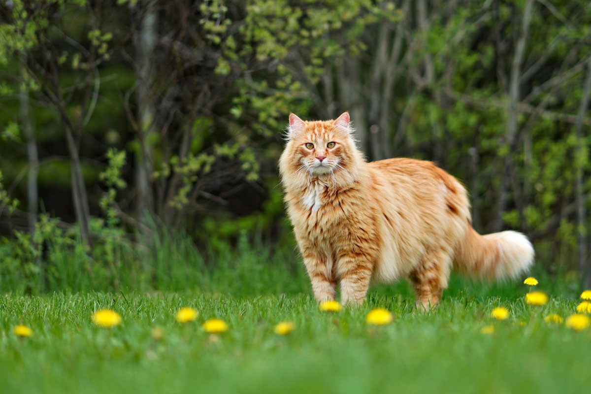 maine coon orange with flowers