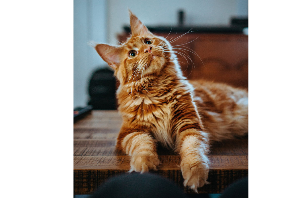 maine coon orange with paws