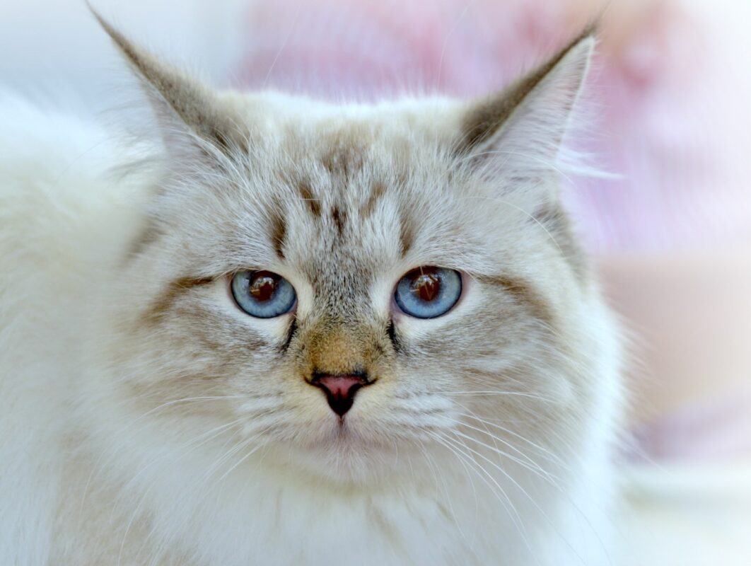 neva-masquerade-kissa-siniset silmät