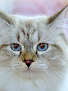 neva-masquerade-cat-blue-eyes
