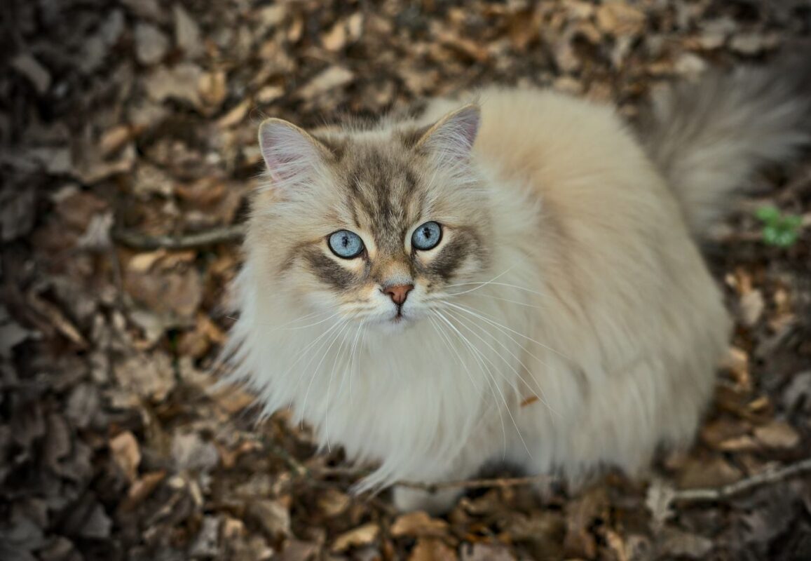 neva-masquerade-cat-outside-in-autumn