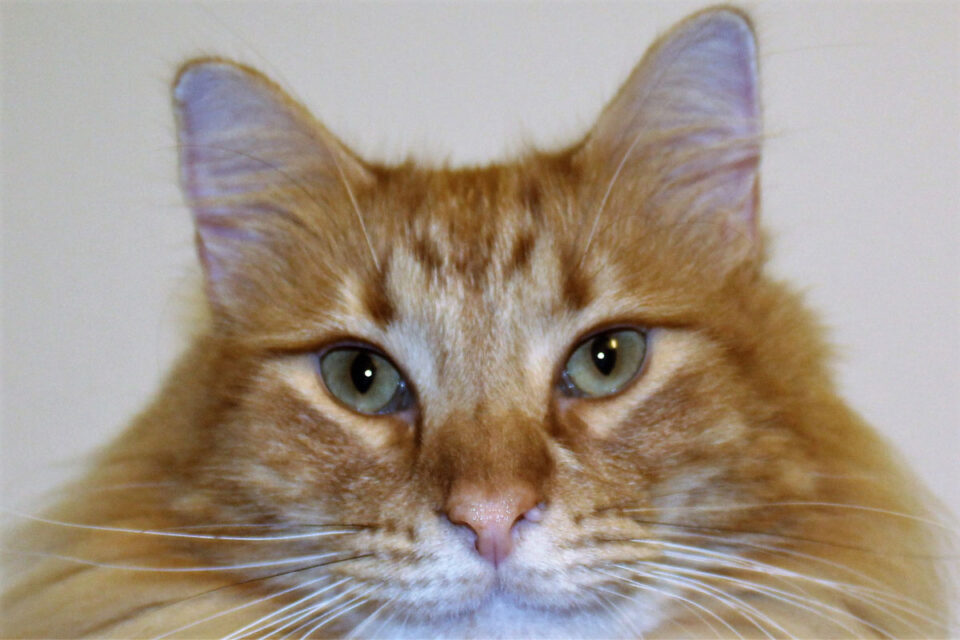 Orange Maine Coon Cats (2023) Everything You Need to Know I Discerning Cat