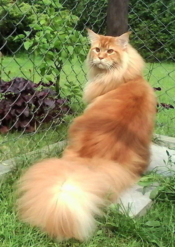 orange maine coon cat with fluffy tail