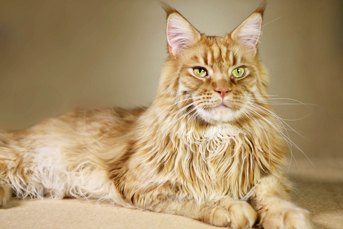 maine-coon-cats-archives-the-discerning-cat