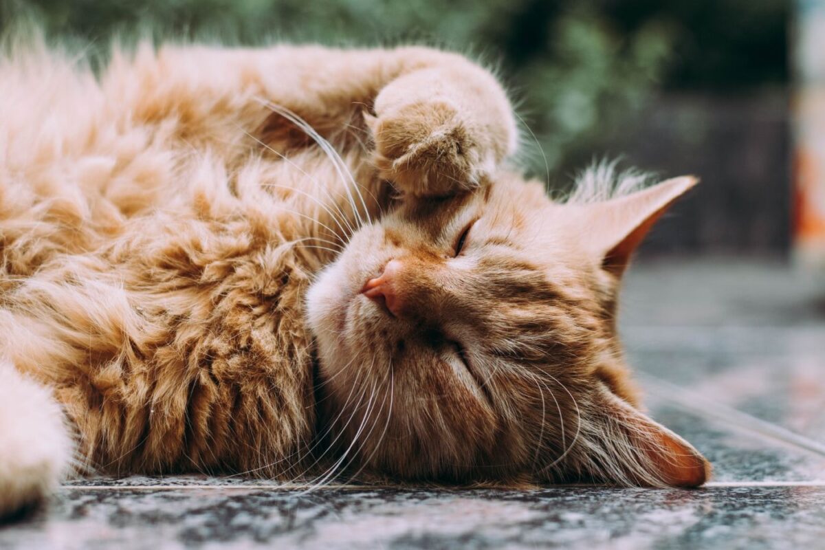 sleepy-cat-scratching なぜ猫は頭を振るのか