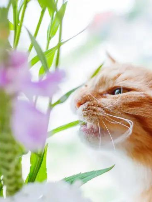 13 Scents That Cats Absolutely Hate Story The Discerning Cat