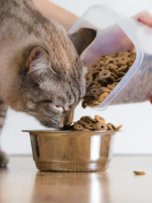 The Best Cat Food for Constipation Story The Discerning Cat