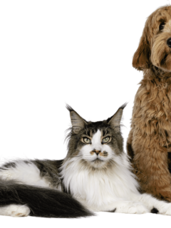 labradoodle and cat