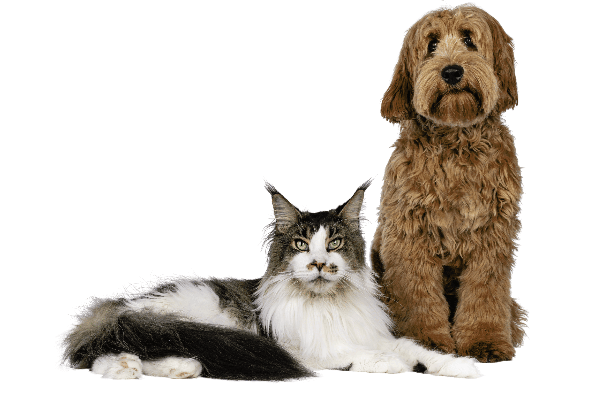 labradoodle and cat