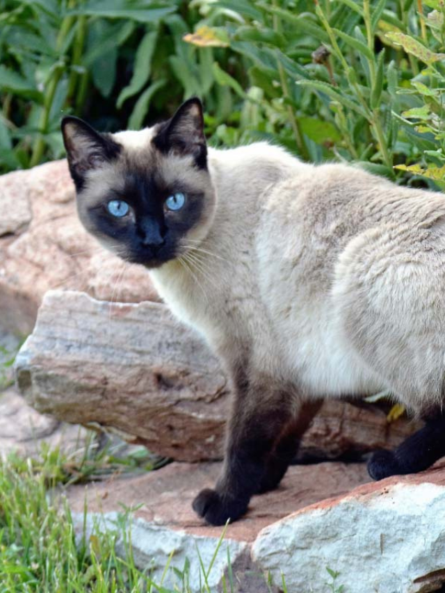 Do Siamese Cats Shed? Story The Discerning Cat