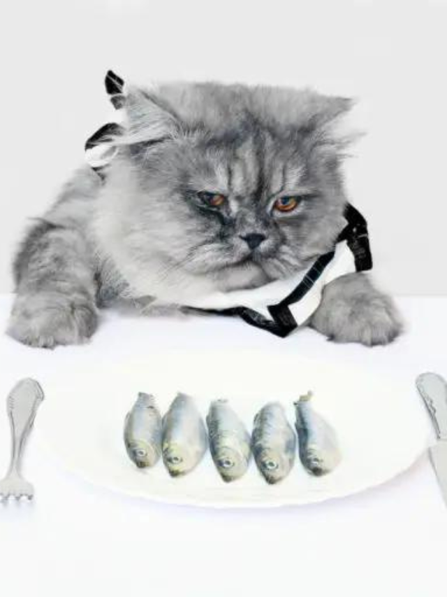 Best Low Protein Cat Food Options For Your Beloved Cat Story The