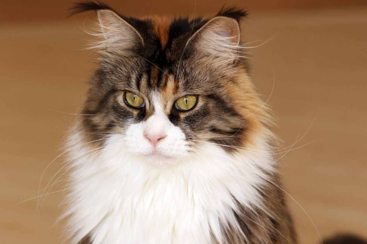 calico maine coon