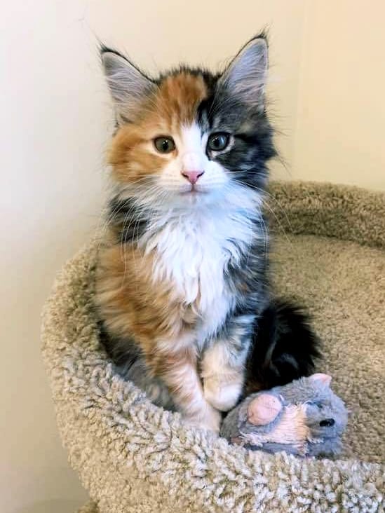 calico maine coon kitten
