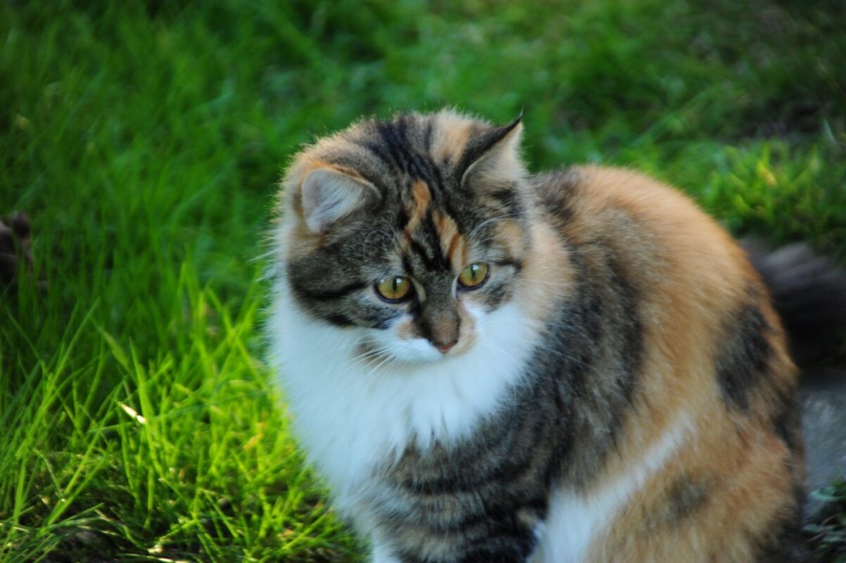 calico-maine-coon-mix-cat