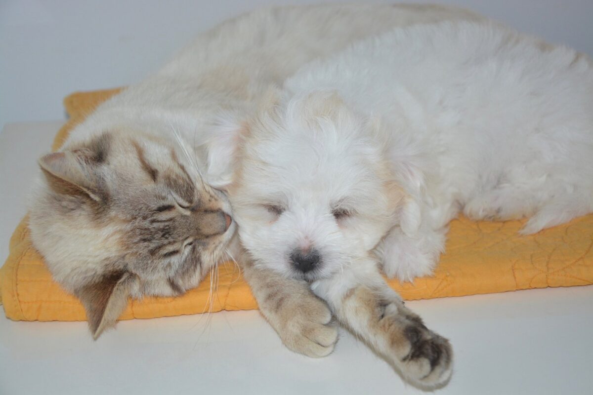 cat-lying-with-puppy shih tzus and cats