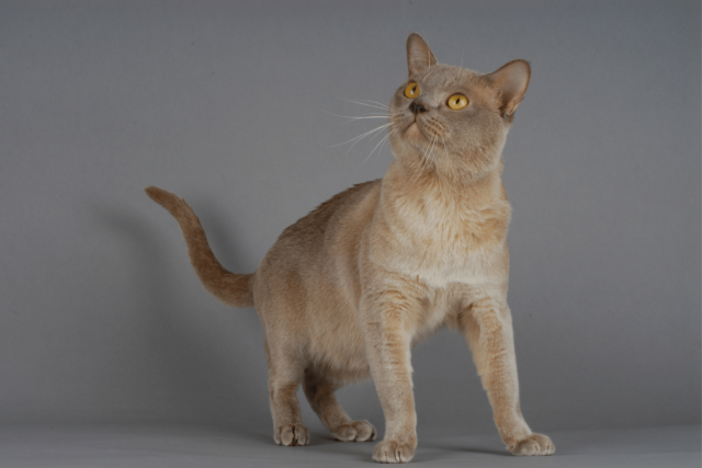 17 Best Family Cat Breeds (2023) You'll All Love I Discerning Cat