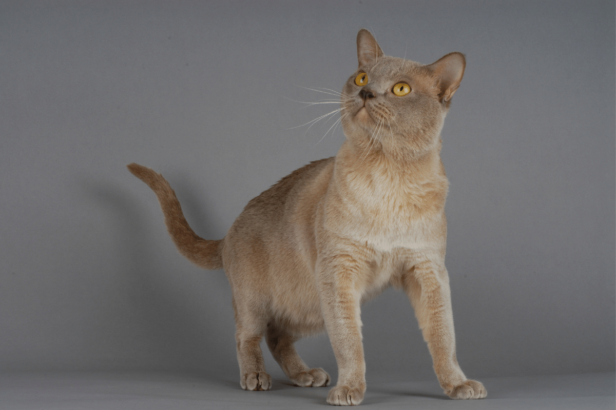 european burmese cat