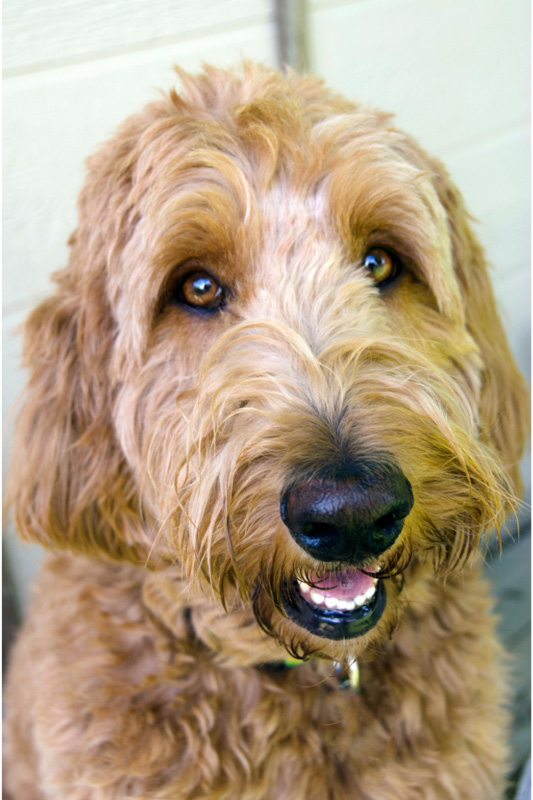 face of beige labradoodle