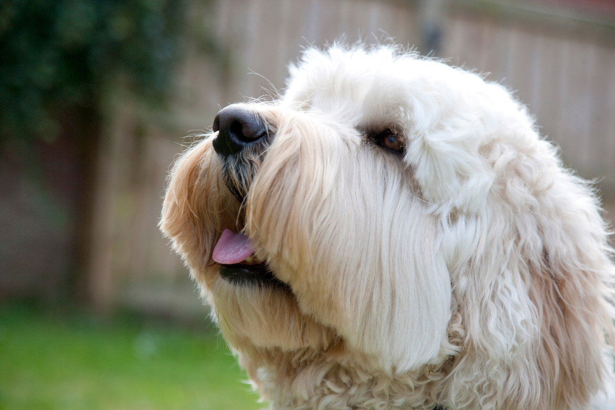 face of white labradoodle