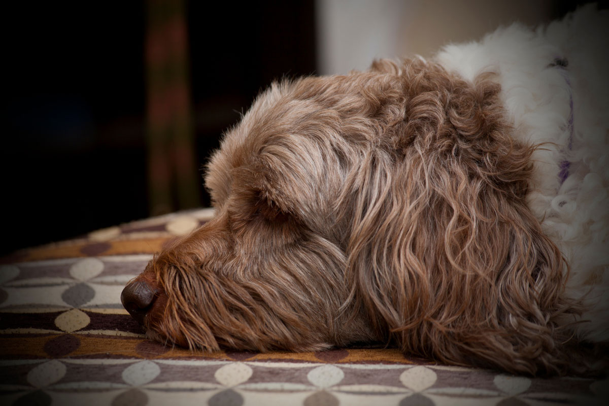 labradoodle in profile
