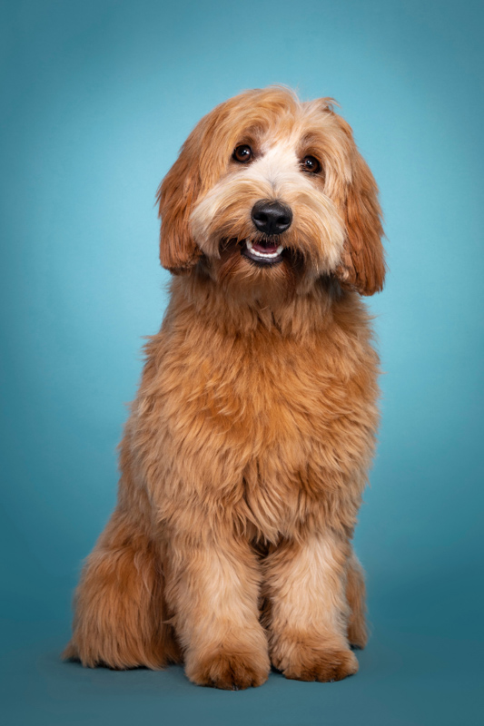 labradoodle and cats