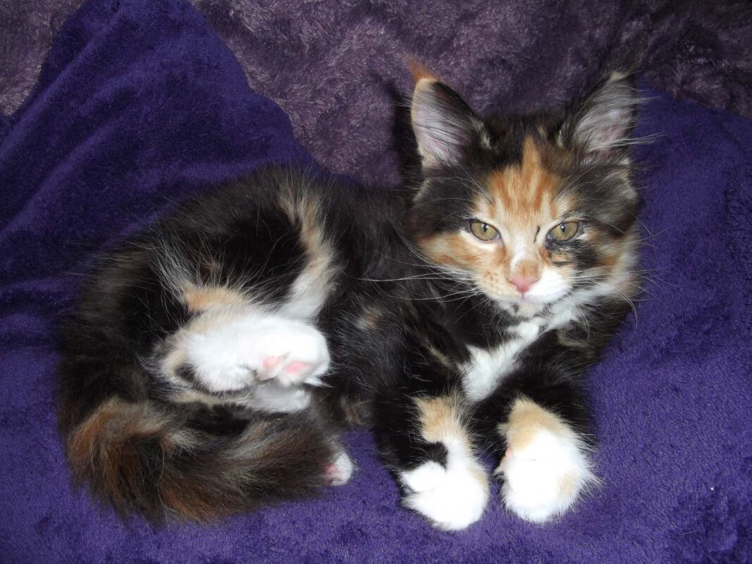 maine-coon-cat-with-calico-colors