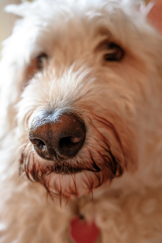 white labradoodle nose