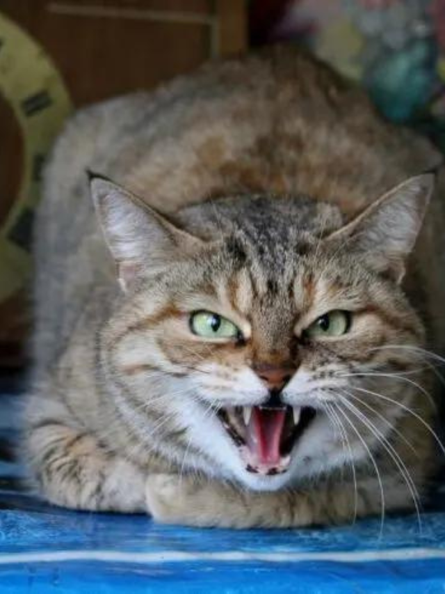 What Does It Mean When a Cat Bites You While Purring? Story The