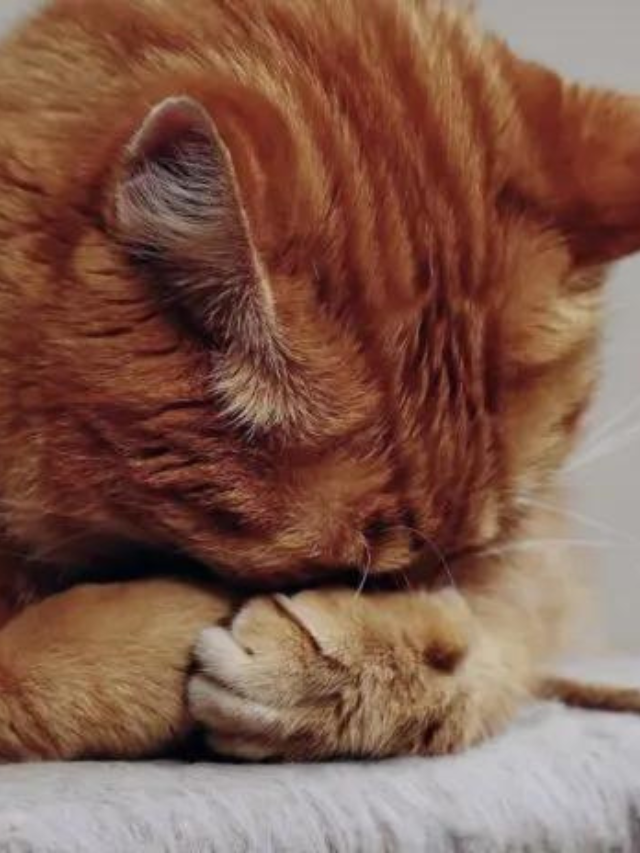 Reasons Why Cats Cover Their Face When They Sleep Story The