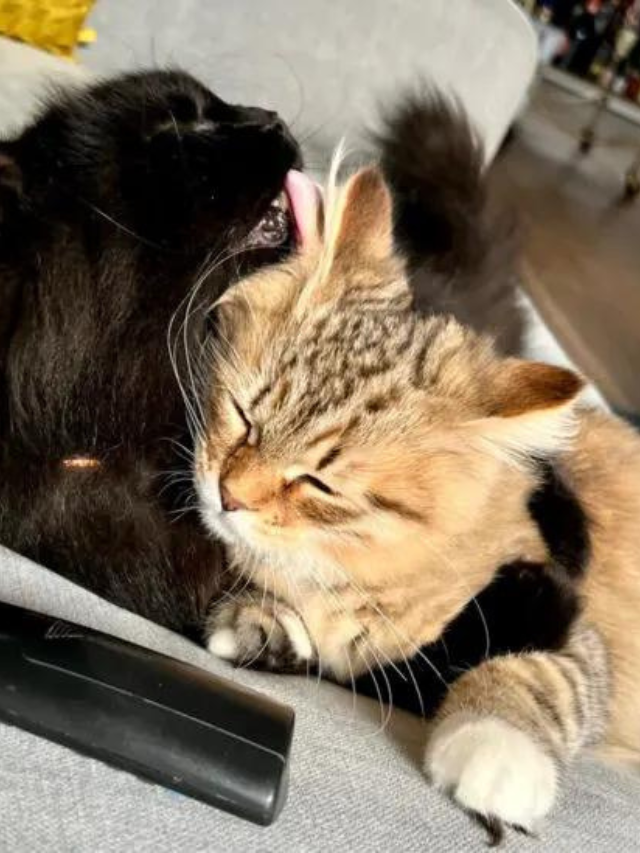 What You Need To Know About Hotspots In Cats Story The Discerning Cat