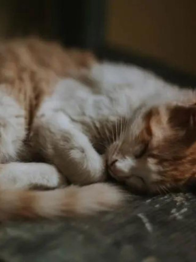 The Real Importance of the Cat's Tail Story The Discerning Cat