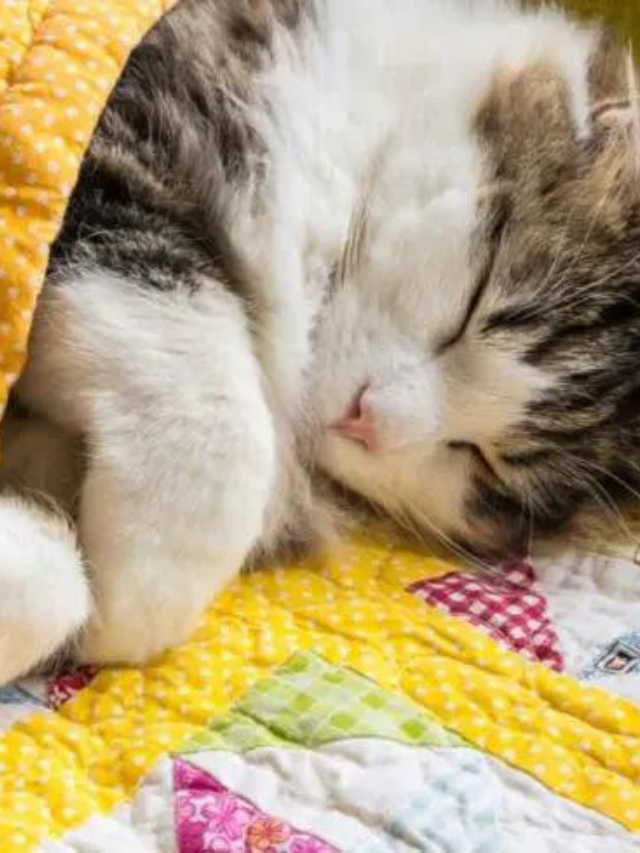 Cat Colds Everything You Need To Know Story The Discerning Cat