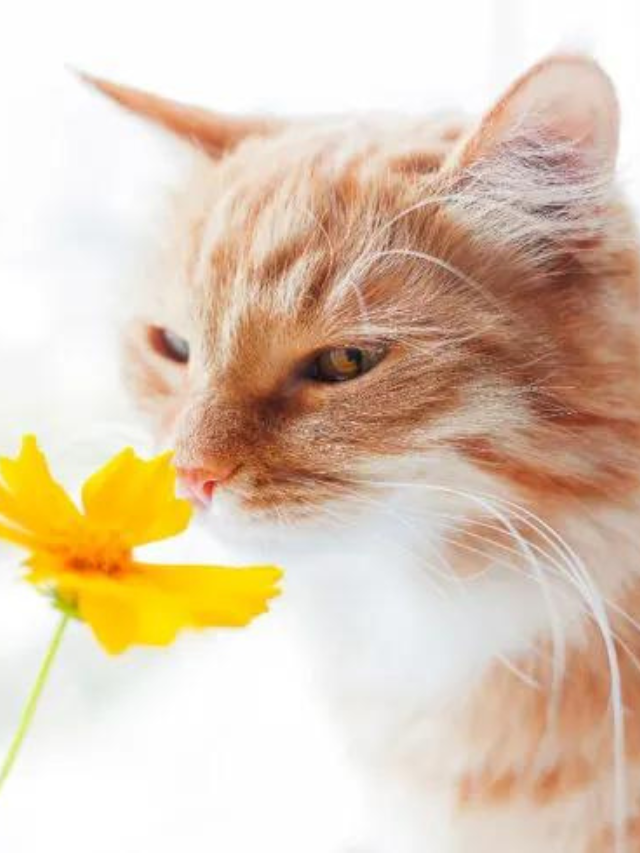 Tips to Keep Houseplants Safe from Cats Story