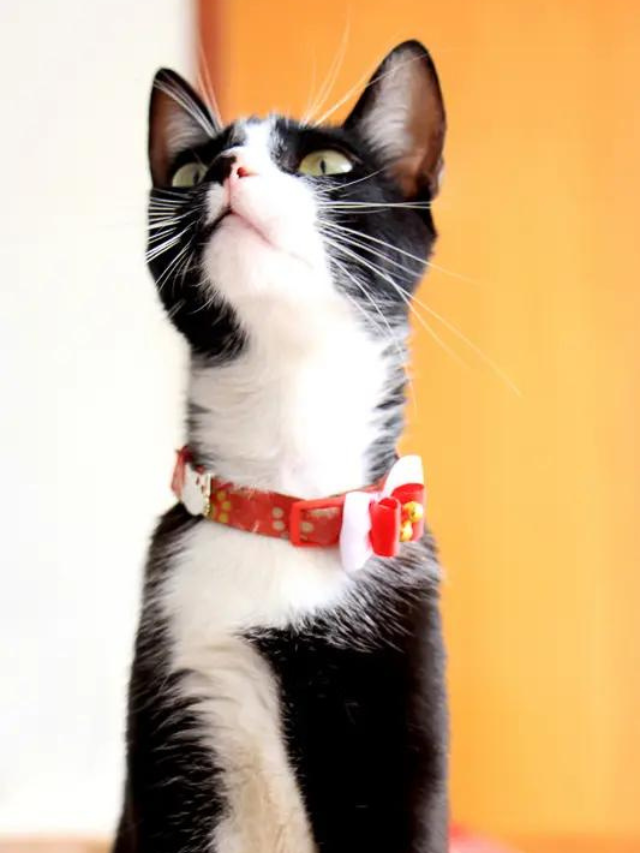 11 Fantastic Tuxedo Cat Breeds That You’ll Love Story