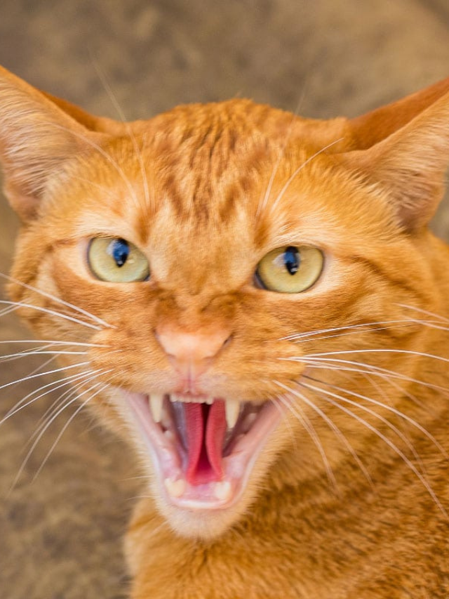 15 Most Aggressive Cat Breeds Story
