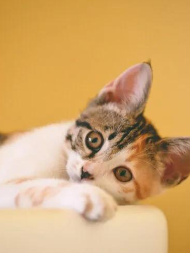 Reasons Why Cats Shake Their Heads Story The Discerning Cat