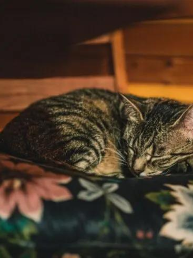 Why Do Cats Curl Up Into Balls When Sleeping? Story