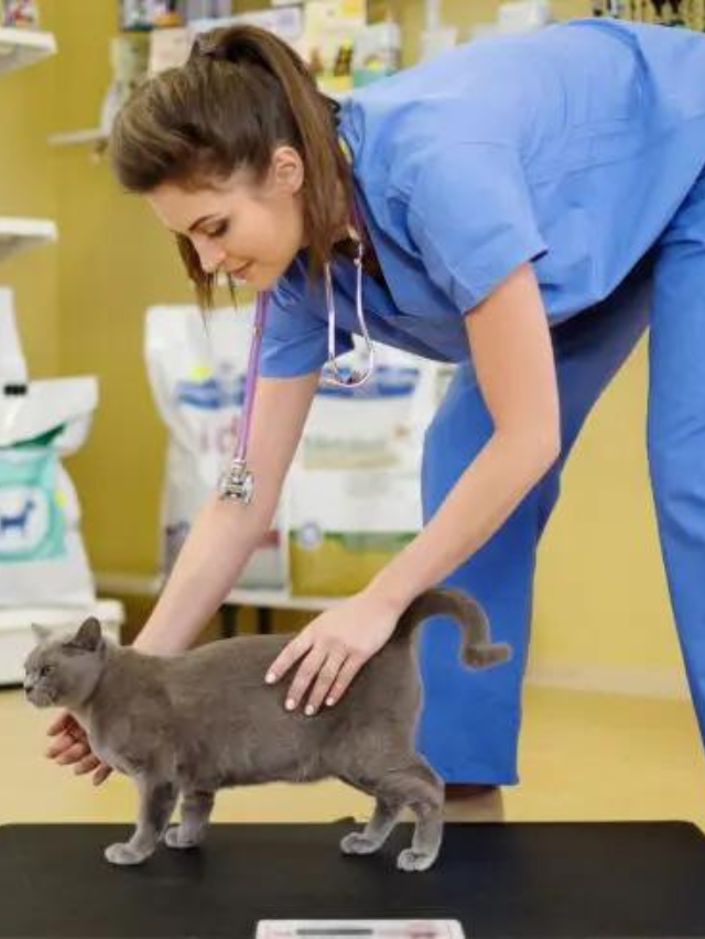 When Exactly Do Cats Reach Their Full Size? Story The Discerning Cat