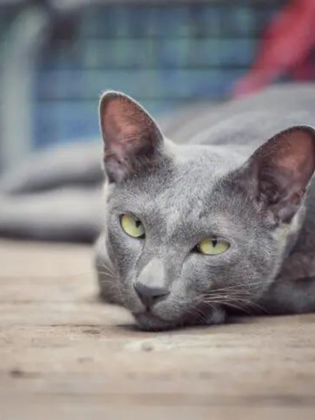 13 Lovely Names For Your Grey Cat Story