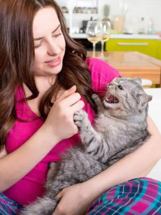 7 Reasons You Should Know Why Cats Growl Story