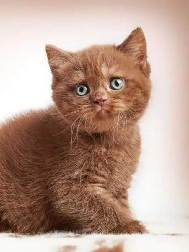 The 12 Types of British Shorthair Colors From Cinnamon to Lilac Story