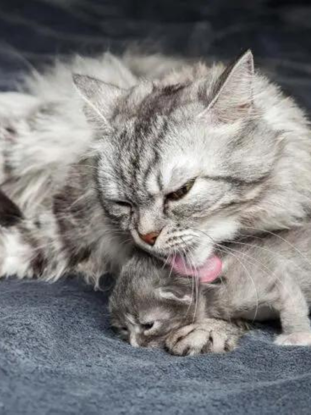 Why Do Cats Lick Each Other? 6 Reasons Kitties Allogroom Story
