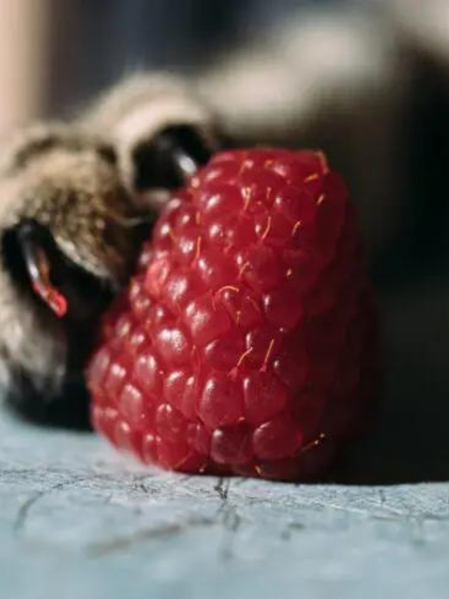 Are Raspberries Safe for Cats to Snack On? Story