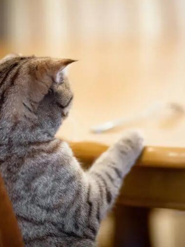 15 Factors to Consider When Choosing Treats for Your Cat Story The