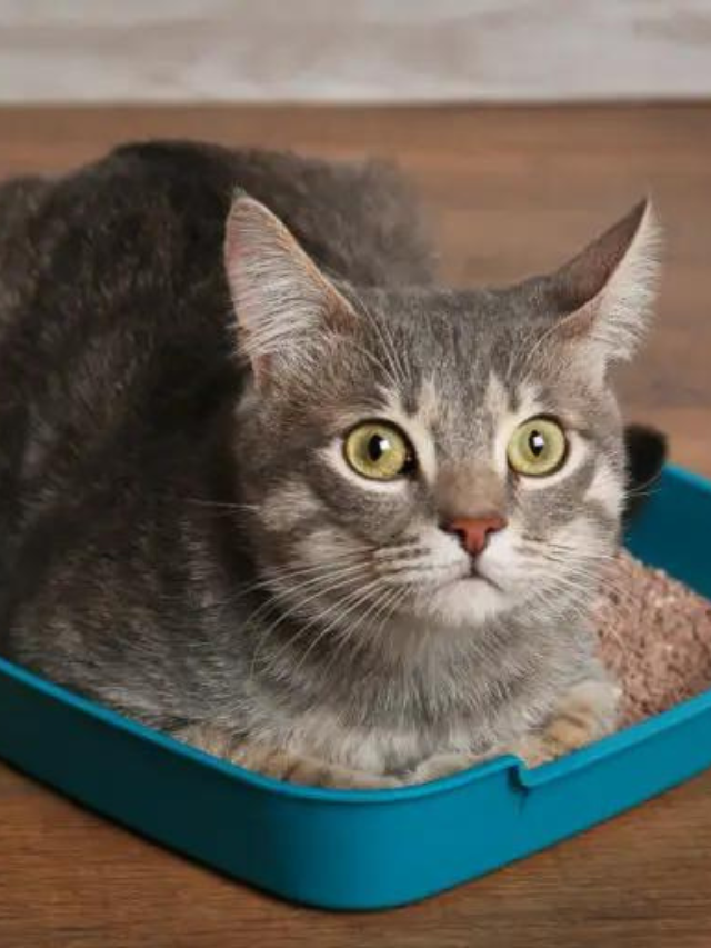 Cat Depression 9 Things All Cat Owners Should Know Story The