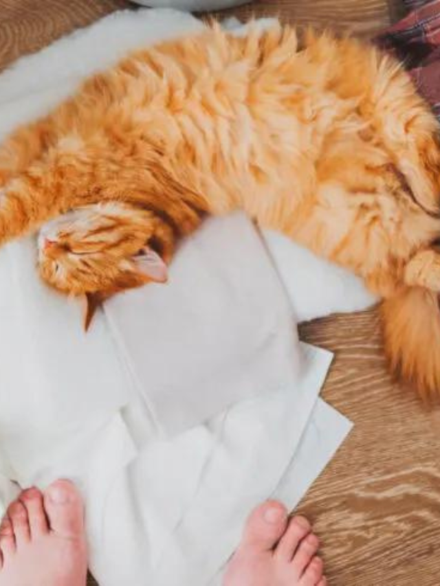 7 Reasons Why Your Cat Bites Your Feet Story The Discerning Cat