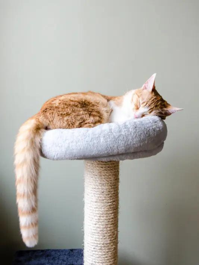 Do Cats Dream During All Those Naps? Story The Discerning Cat