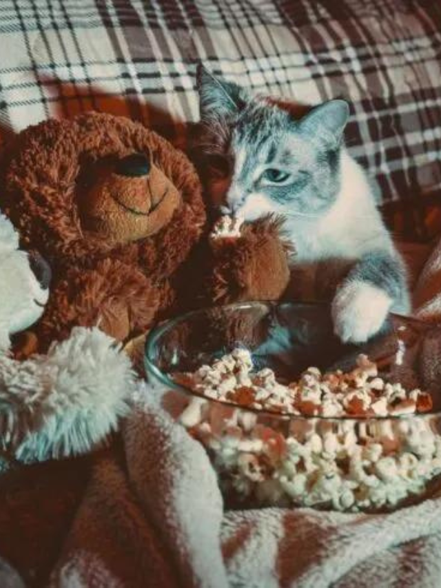 Is It Safe For Cats To Eat Popcorn Story The Discerning Cat is-it-safe-for-cats-to-eat-popcorn-story-the-discerning-cat